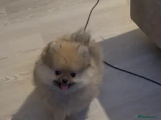 Pomeranian dogs 2 Gorgeous X-Small Pom Girls - Advert 5