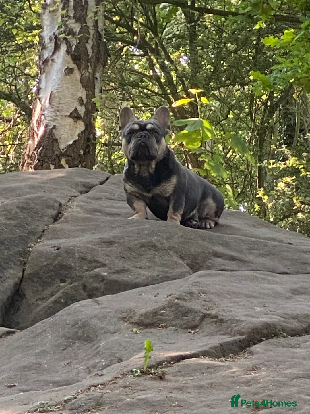 French Bulldog dogs for stud: French Bulldog to stud out in Derby - Advert 6