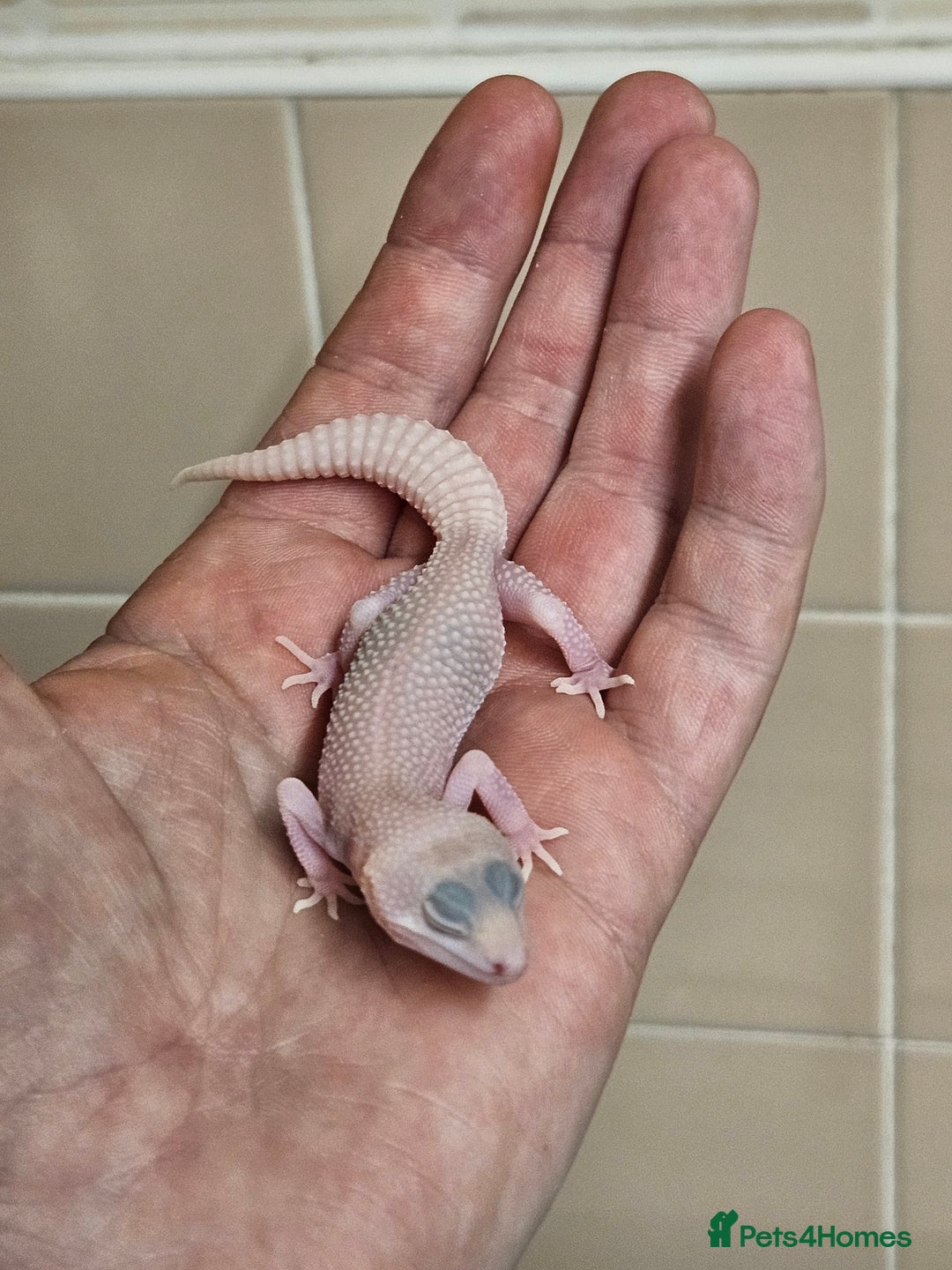 Leopard Gecko reptiles for sale: Supersnows leopard geckos normal and albino  - Image 6