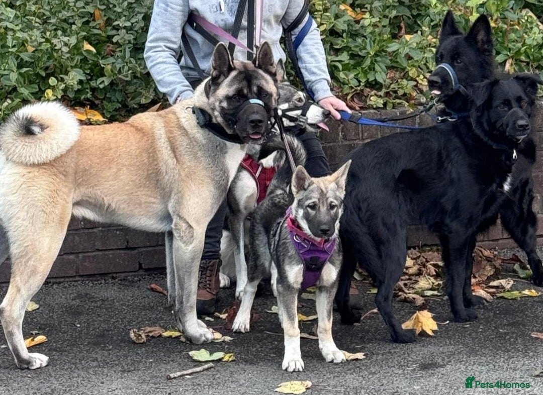 Akita dogs for stud: American akita proven stud  - Image 16