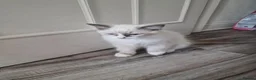 Ragdoll cats for sale: 2 nice 3 months kittens looking for new homes - Advert 11