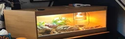 Leopard Gecko reptiles for sale: Black Knight leopard gecko in Warrington - Advert 3