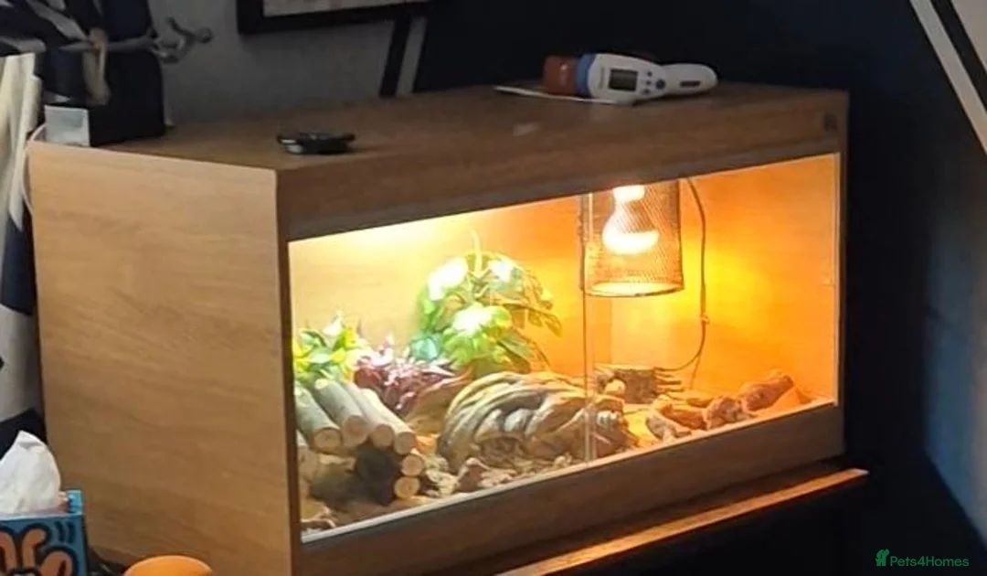 Leopard Gecko reptiles for sale: Black Knight leopard gecko in Warrington - Advert 3