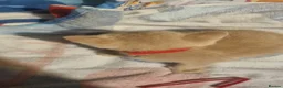 British Shorthair cats for sale: British short hair kittens  - Advert 2