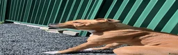 Mixed Breed dogs for sale: Reggie, 9 month old male  - Advert 2