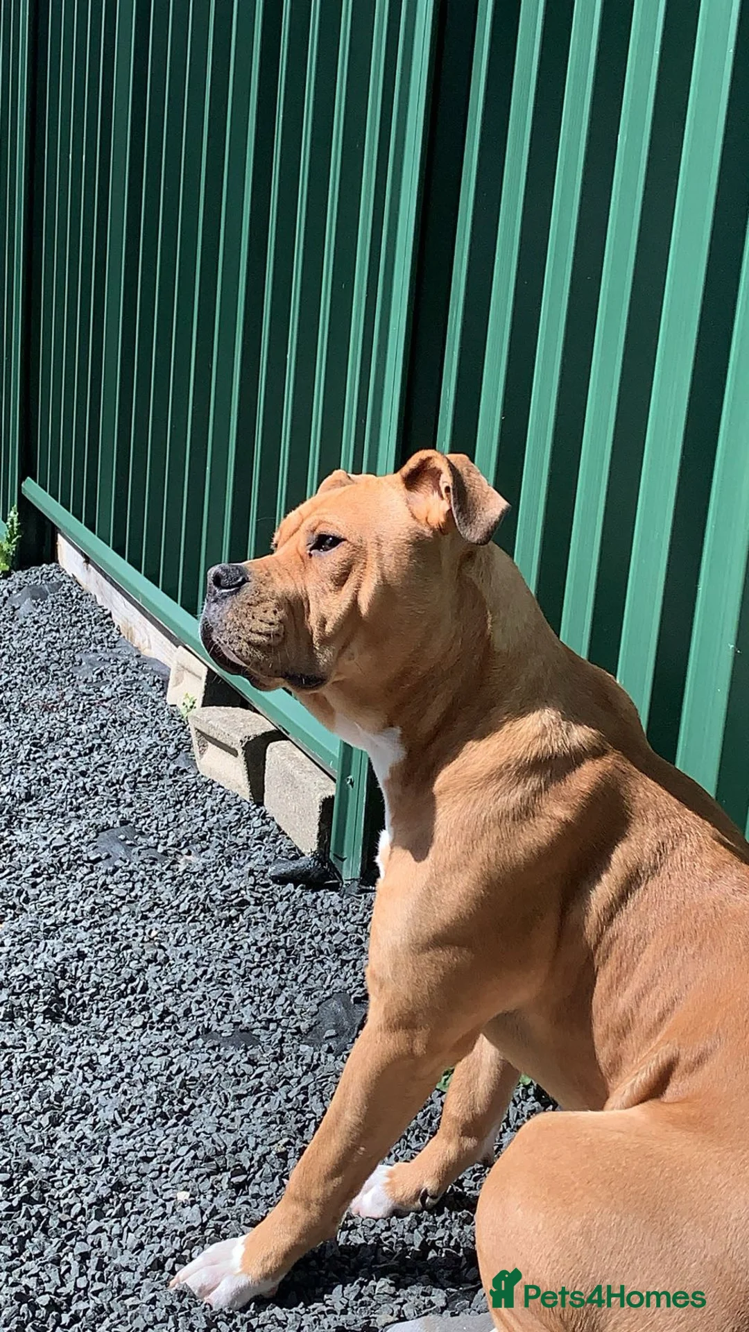 Mixed Breed dogs for sale: Reggie, 9 month old male  - Advert 2