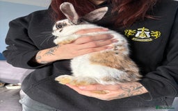 Mixed Breed rabbits for sale: 2 male Rex X netherland dwarf - Advert 3