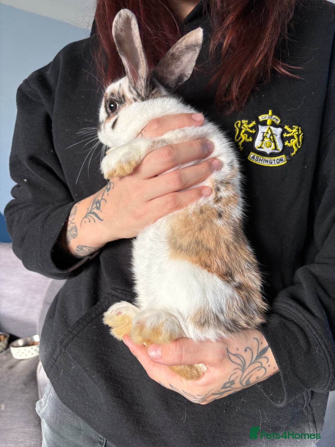 Mixed Breed rabbits for sale: 2 male Rex X netherland dwarf - Advert 3