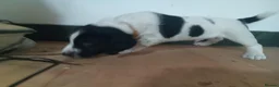 Sprocker dogs for sale: Quality Sprocker Spaniels  - Advert 14