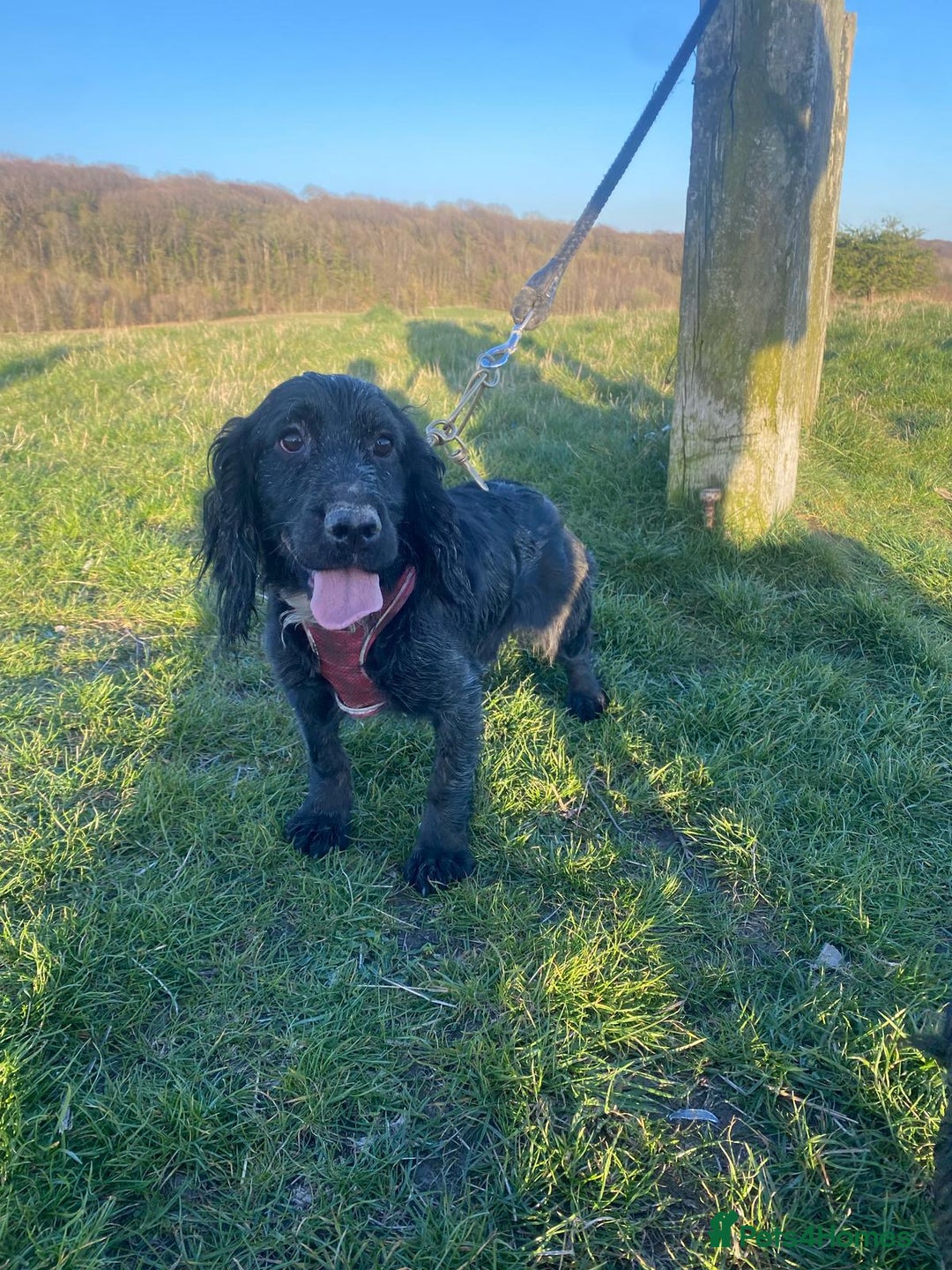 Cocker Spaniel dogs for sale: Cocker spaniel  - Image 2