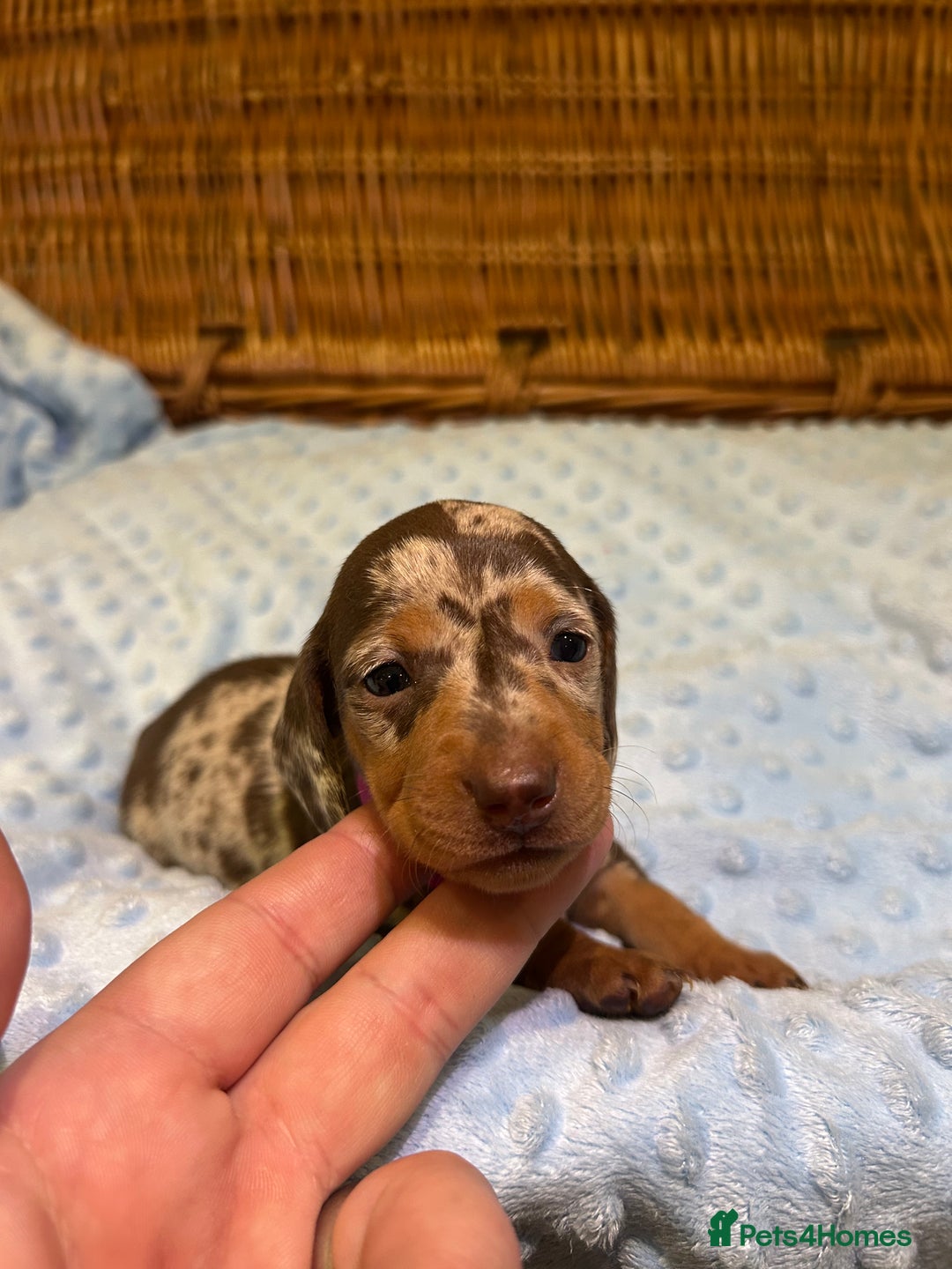 Miniature Dachshund dogs for sale: KC Miniature Dachshund 1 Choc & Isabella Dapple!!! - Advert 14