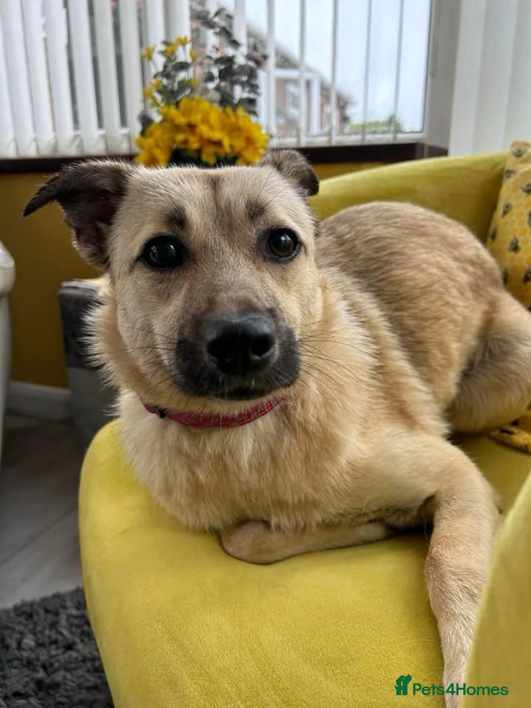 Mixed Breed dogs for adoption: Barbie - Norwich Norfolk  in Norwich - Advert 6