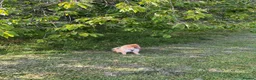Pomeranian dogs for sale: Pomeranian in Watford - Advert 7