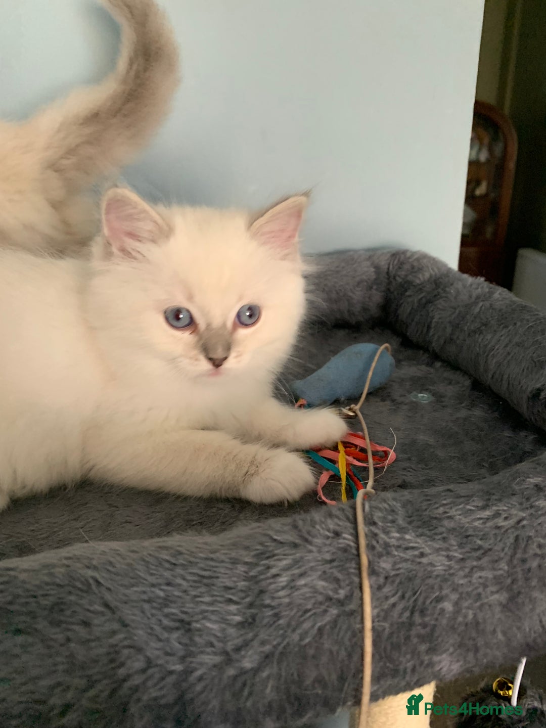 Ragdoll cats for sale: Stunning blue and lilac ragdoll kittens - Image 11