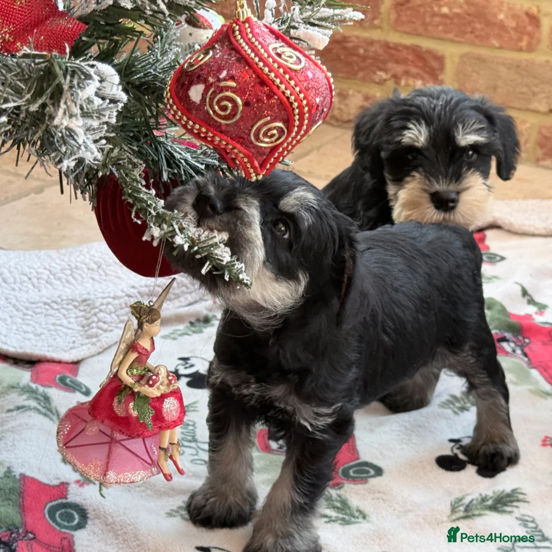 Miniature Schnauzer dogs for sale: 🌟Adorable Miniature Schnauzers Puppys 🌟 - Advert 14
