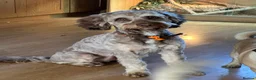 Cockapoo dogs for sale: Male cockerpoo - Advert 2