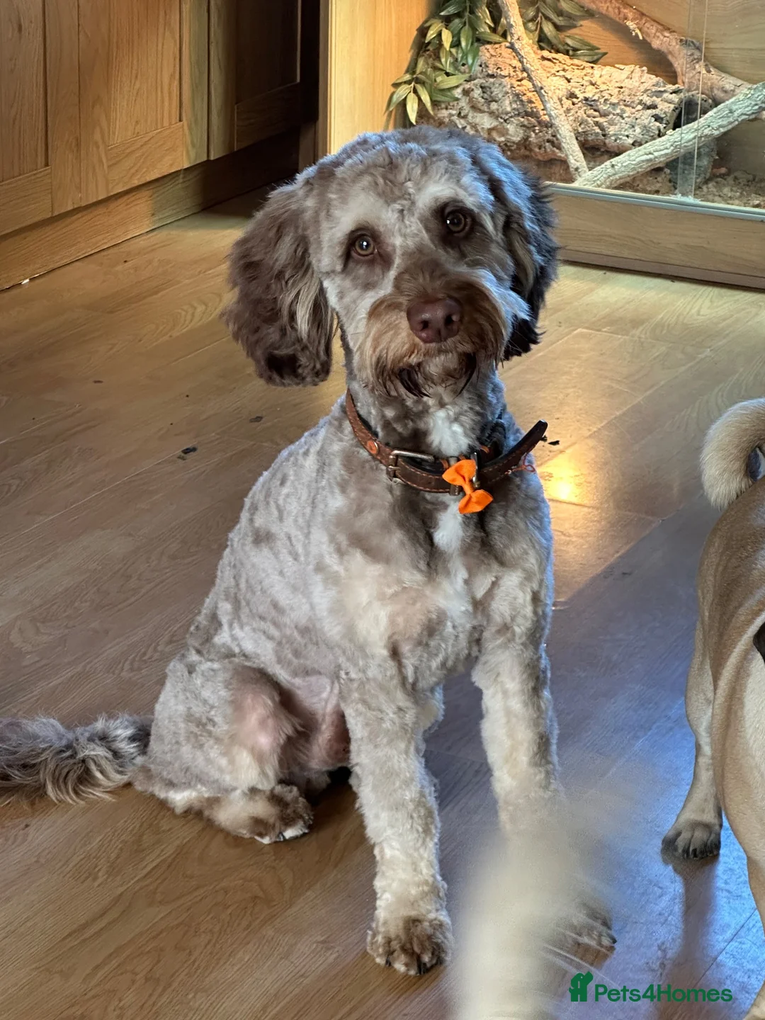 Cockapoo dogs for sale: Male cockerpoo - Advert 2