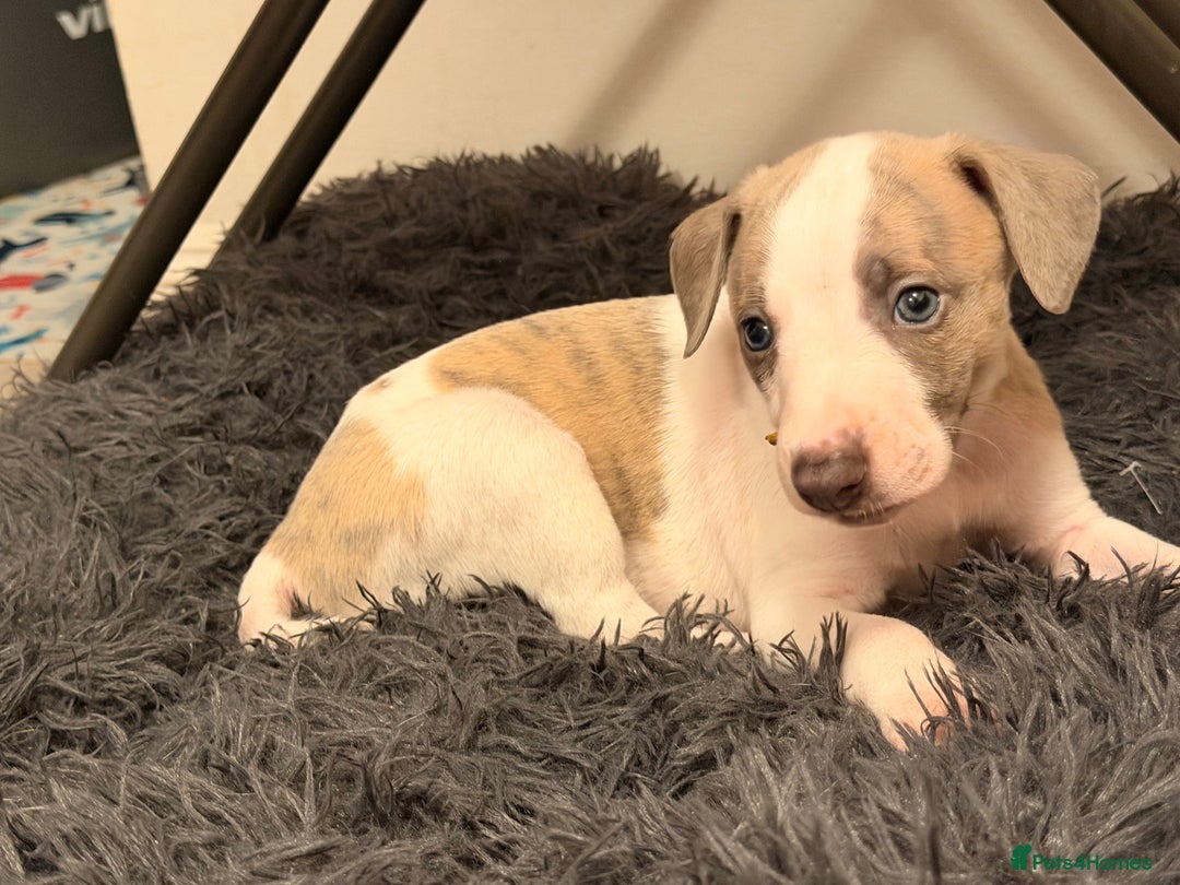 Whippet dogs for sale: KC Whippet puppies only 2 boys left  - Advert 11