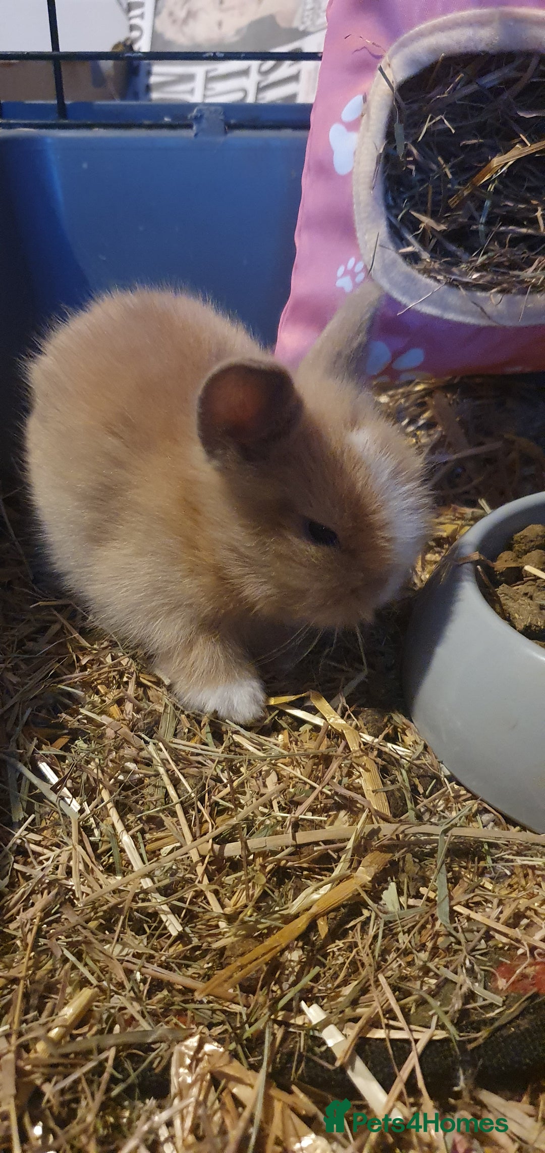 Lionhead rabbits for sale: Double main lionheads - Advert 2