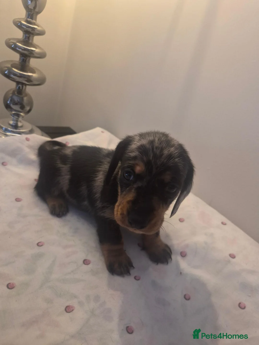 Miniature Dachshund dogs for sale: STUNNING 😍 MINITURE DACHSHUNDS 3 BOYS 1 GIRL  - Advert 1