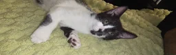 Domestic Shorthair cats for sale: 2 loving sweet kittens looking for a new home - Advert 9