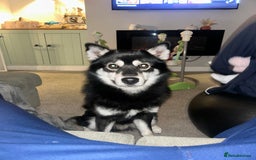 Pomsky dogs for sale: Milo, male Pomsky ages 14months - Image 1