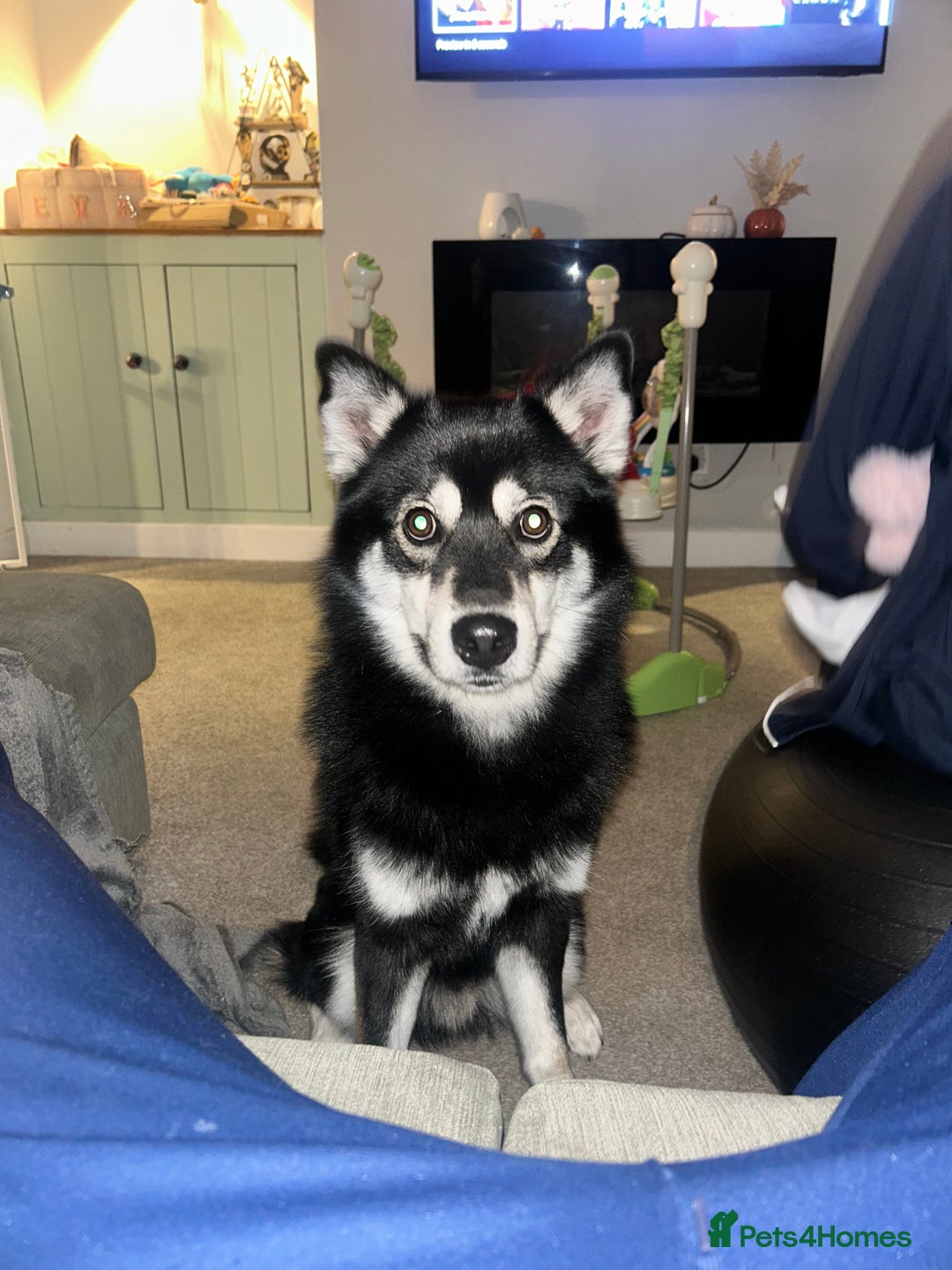 Pomsky dogs for sale: Milo, male Pomsky ages 14months - Image 1