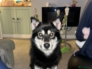 Pomsky dogs - Advert 1