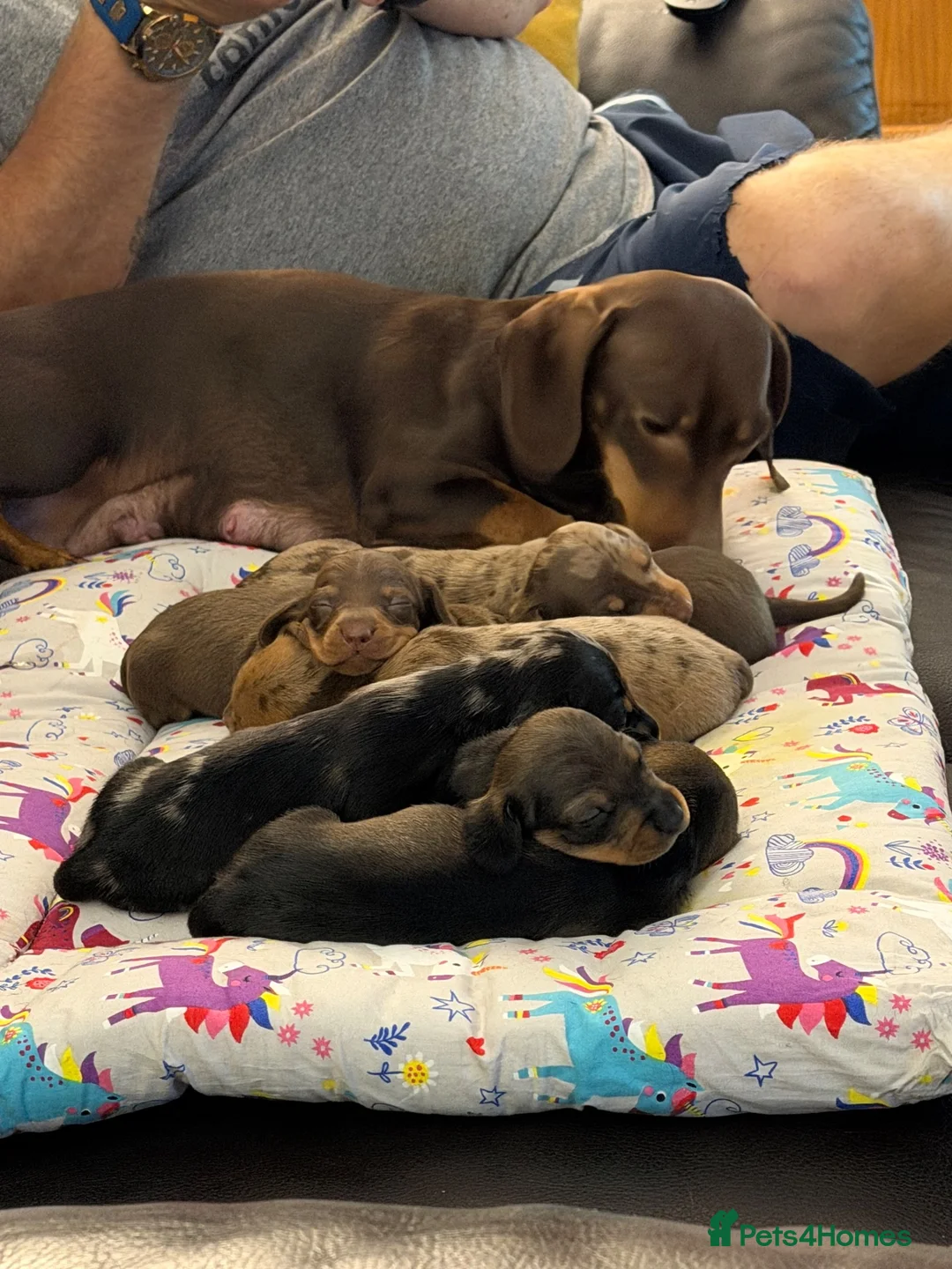 Dachshund dogs for sale: Dachshund puppies  - Advert 2