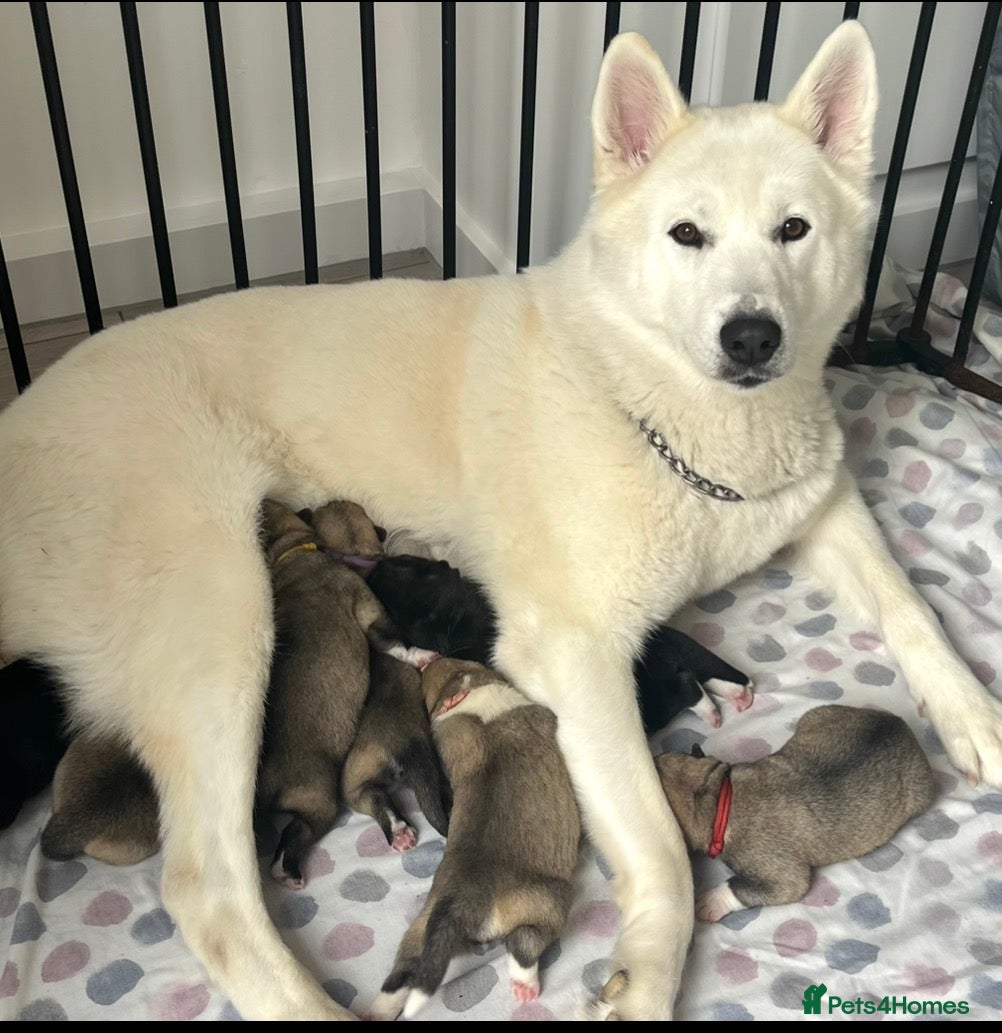 Siberian Husky dogs Husky Puppies - Advert 1