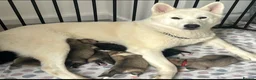Siberian Husky dogs for sale: Husky Puppies in Warrington - Advert 1