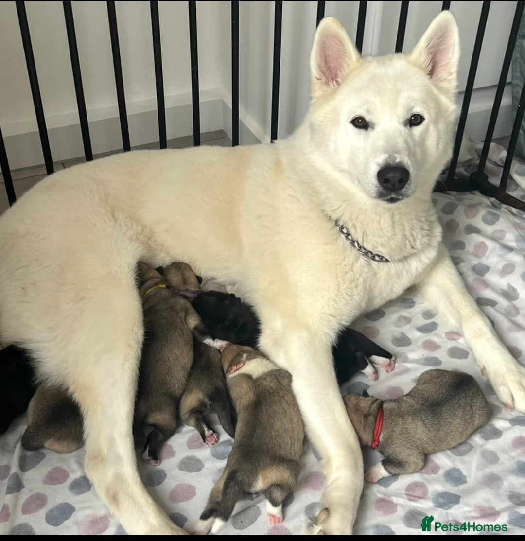 Siberian Husky dogs for sale: Husky Puppies in Warrington - Advert 1