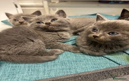 British Shorthair cats for sale: British short hair - Image 7