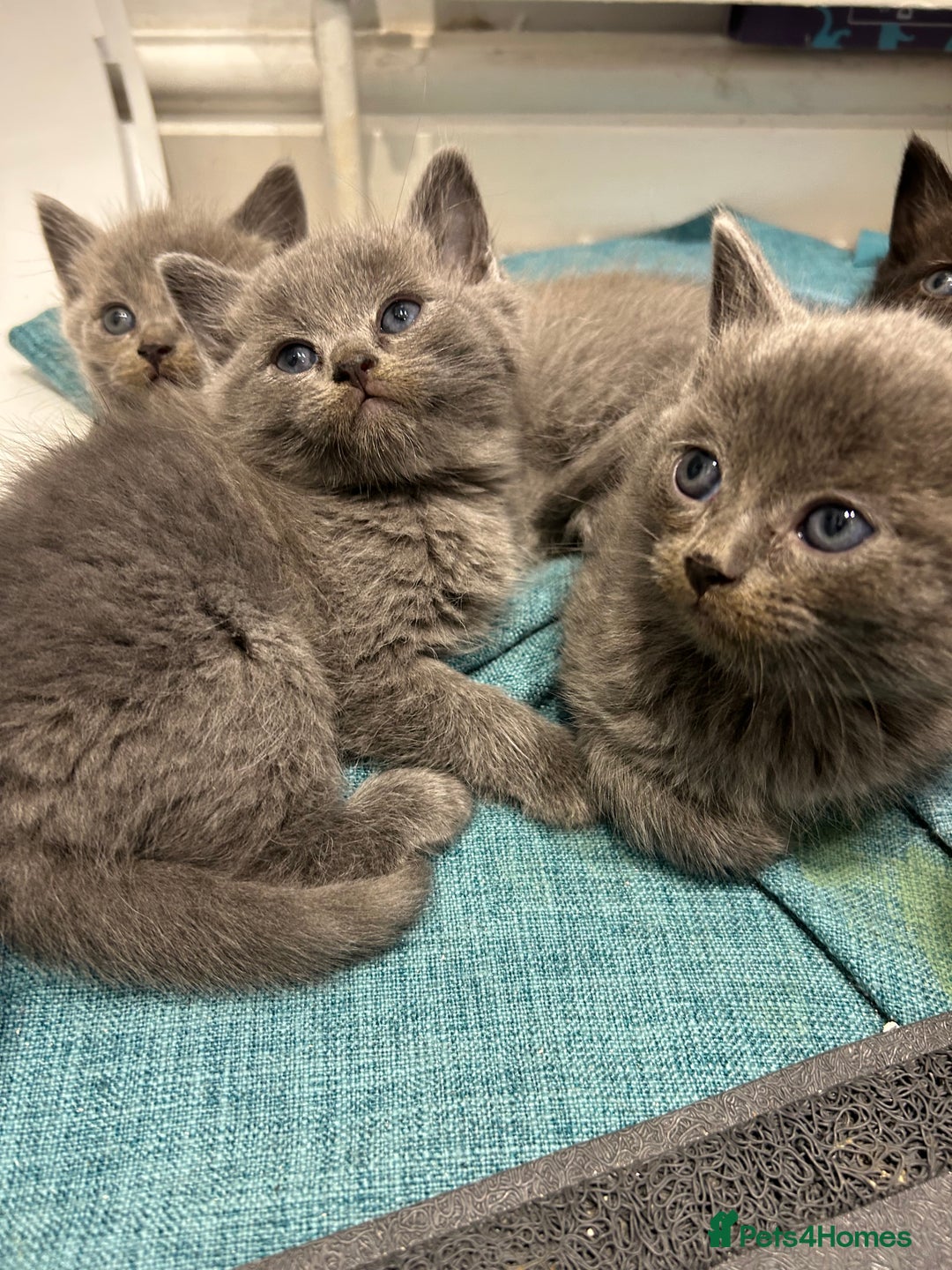 British Shorthair cats for sale: British short hair - Image 7