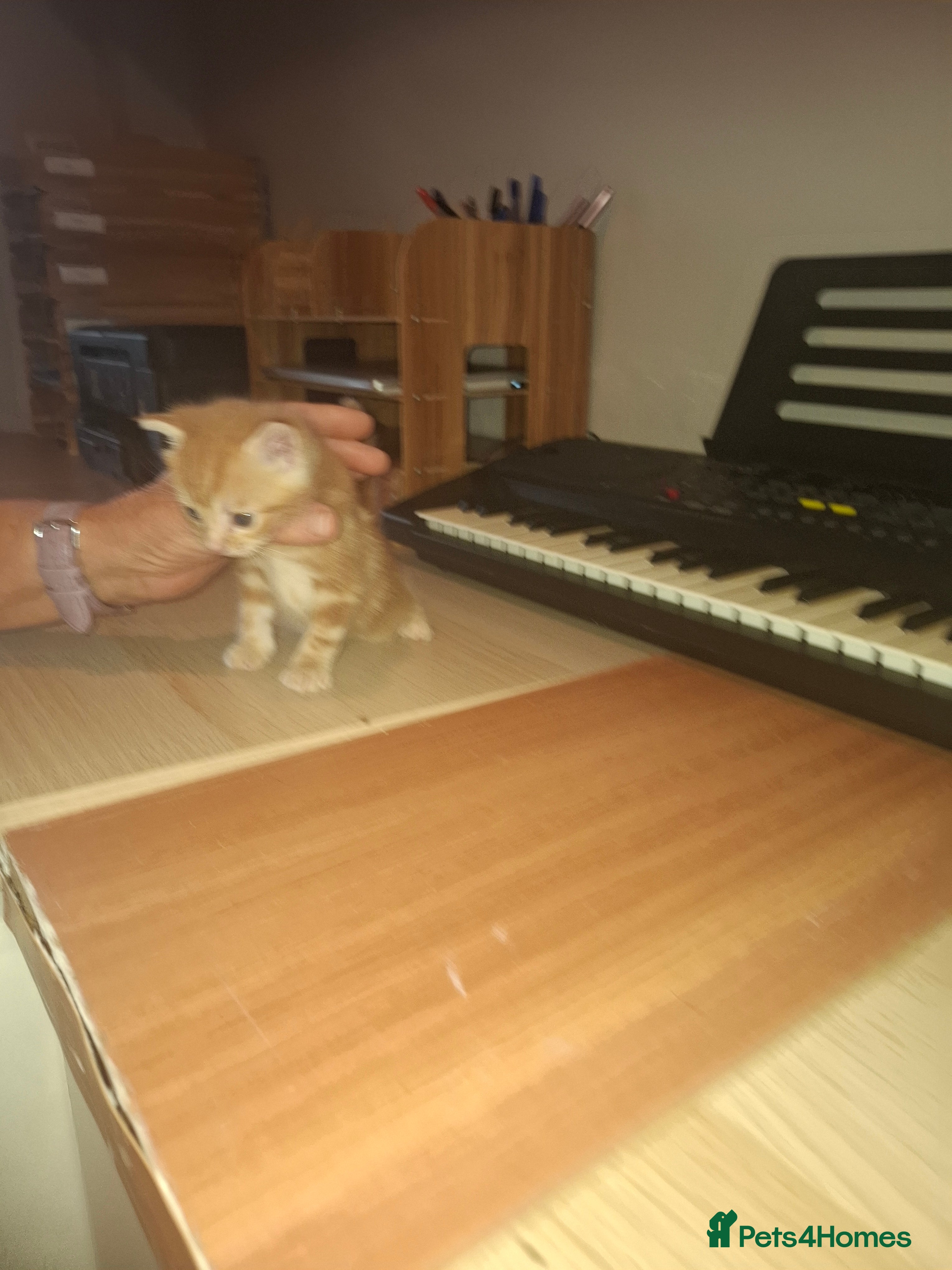 Mixed Breed cats Kittens - Advert 2