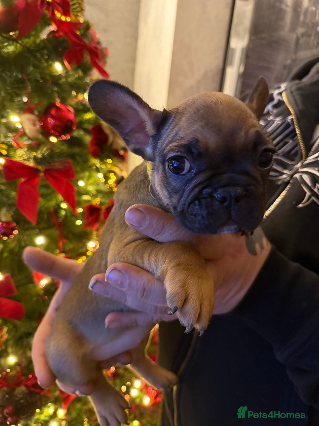 French Bulldog dogs for sale: READY NOW🐾 4 beautiful girls  - Advert 6