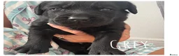 Labrador Retriever dogs for sale: Black Labrador puppies - Advert 11