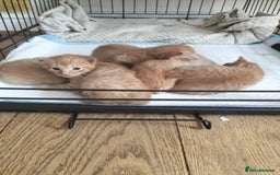 Mixed Breed cats for sale: 5 beautiful ginger kittens  - Image 3