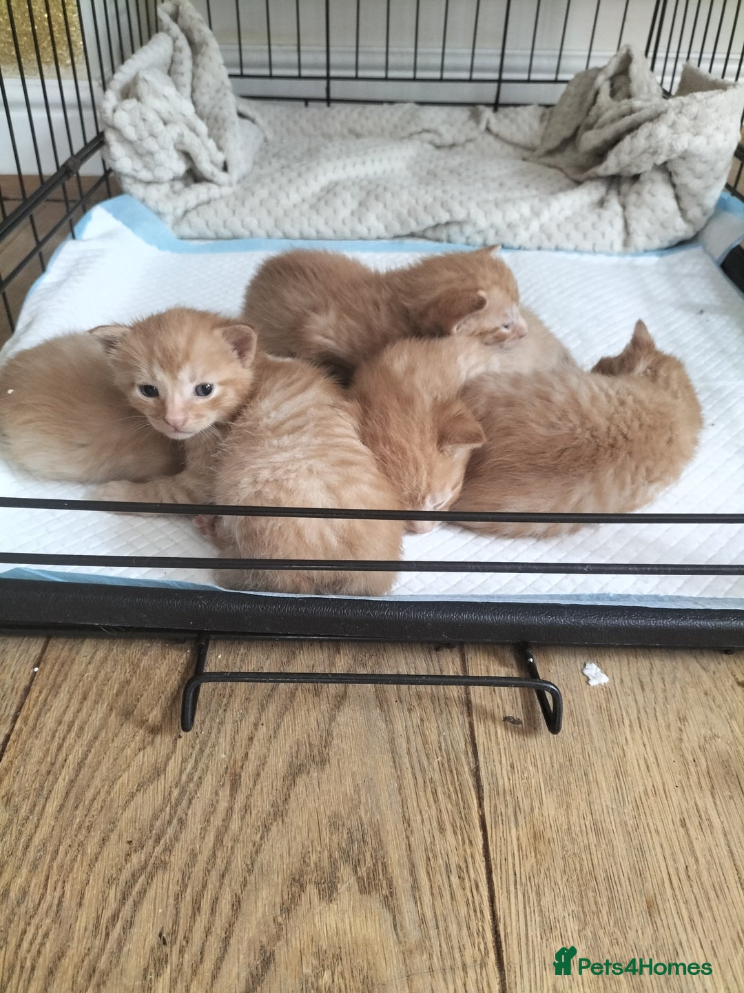Mixed Breed cats for sale: 5 beautiful ginger kittens  - Image 3