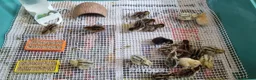 Quail poultry for sale: Coturnix quail chics  - Advert 5