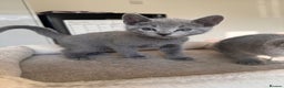 Russian Blue cats for sale: 🐾 Premium Home-Raised Russian Blue Kittens -Ready - Advert 6