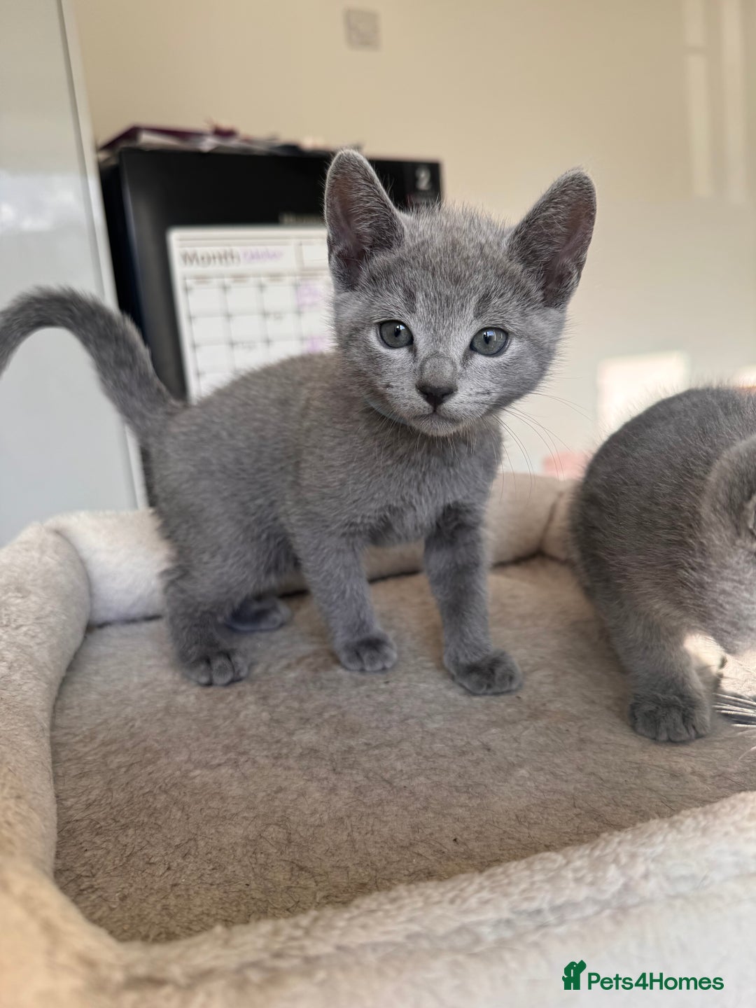 Russian Blue cats for sale: 🐾 Premium Home-Raised Russian Blue Kittens -Ready - Advert 6