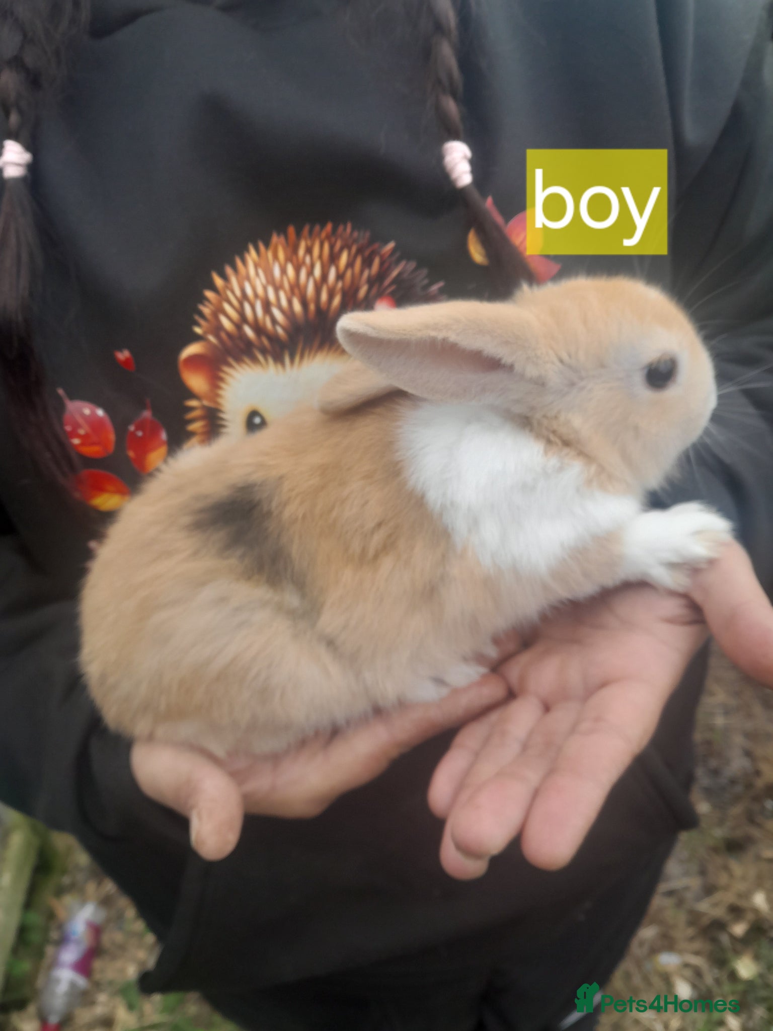 Mixed Breed rabbits 2 males 3 females £25 each - Advert 14