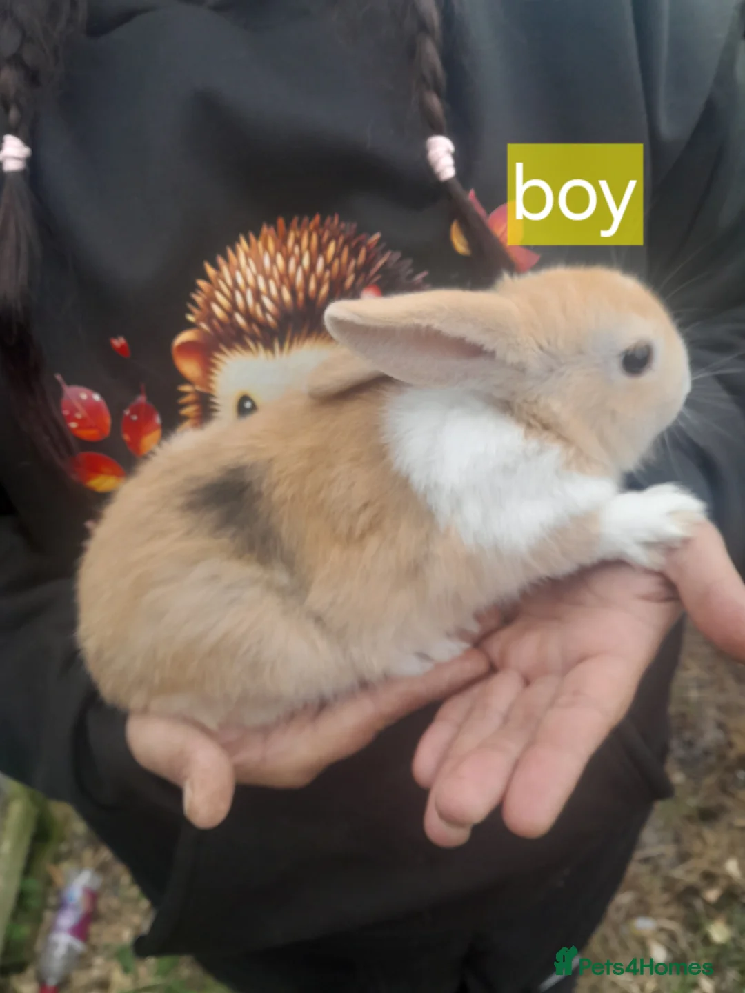 Mixed Breed rabbits for sale: 2 males 3 females £25 each in Yeovil - Advert 1