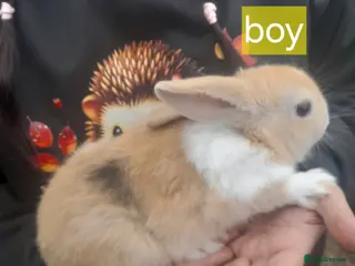 Mixed Breed rabbits 2 males 3 females £25 each - Advert 14