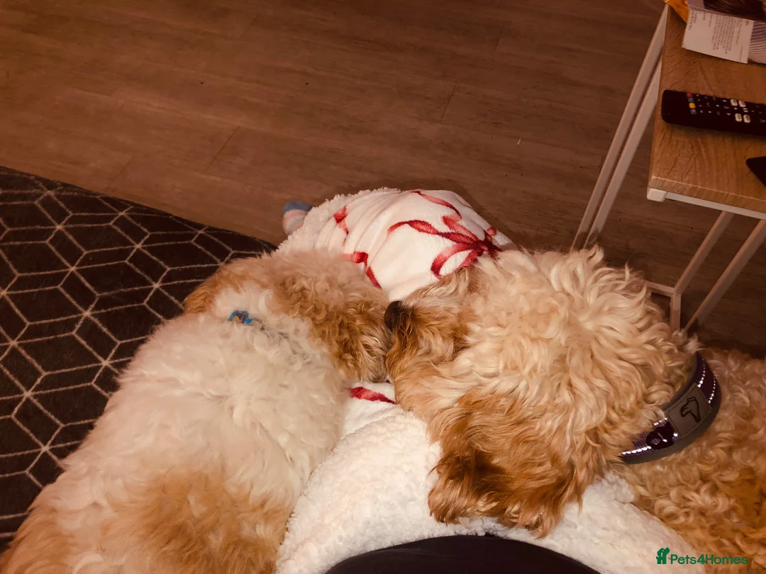 Cockapoo dogs for sale: Male Cockapoo for adoption, not for sale. - Advert 2