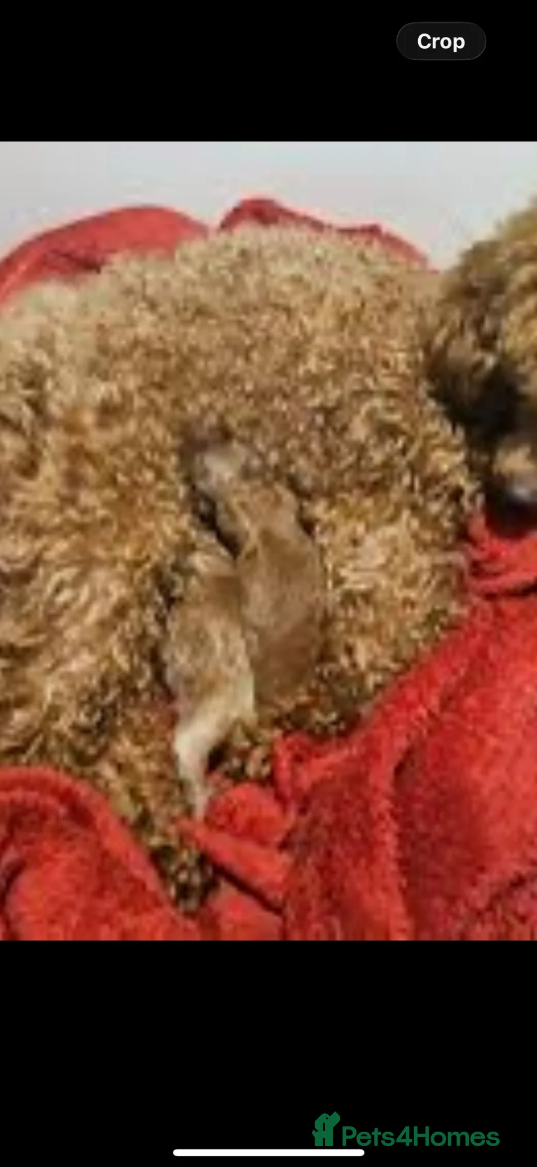 Maltipoo dogs for sale: Teddy bear maltipoo puppies  in Houghton le Spring - Advert 2