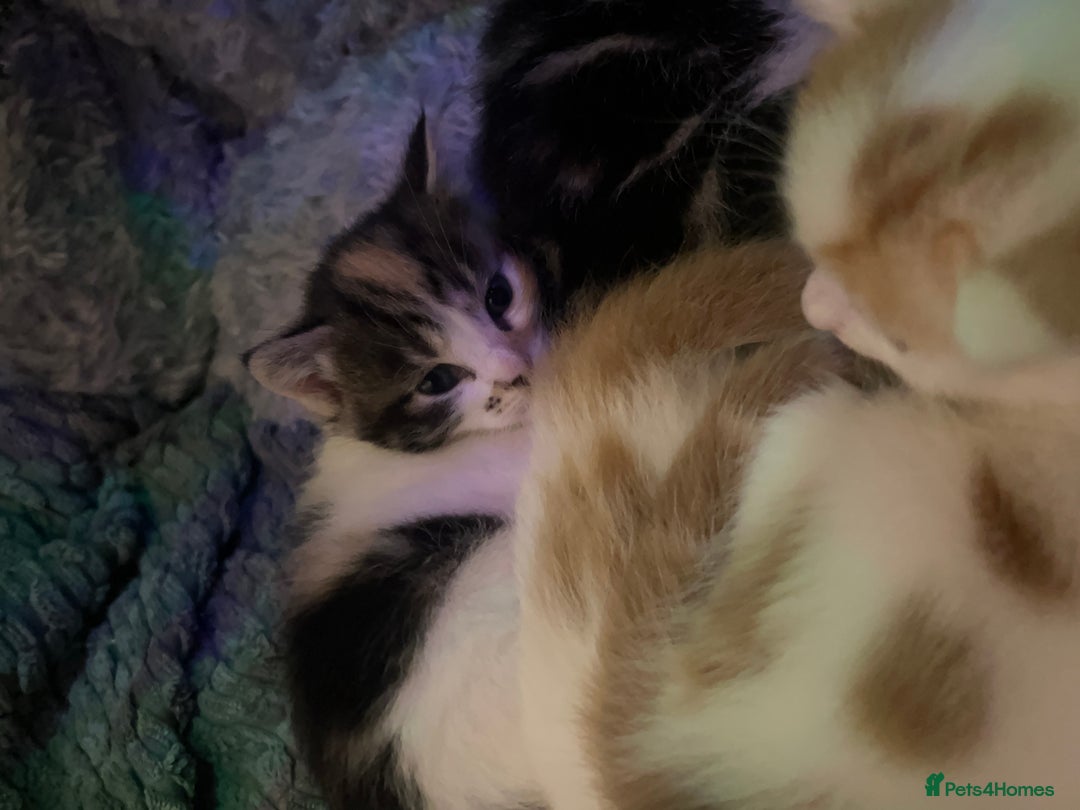 Mixed Breed cats for sale: Mixed breed kittens loving for their forever home - Advert 5