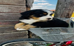 Bernese Mountain Dog dogs for sale: Bernese Mountain Dog Puppies - Image 2