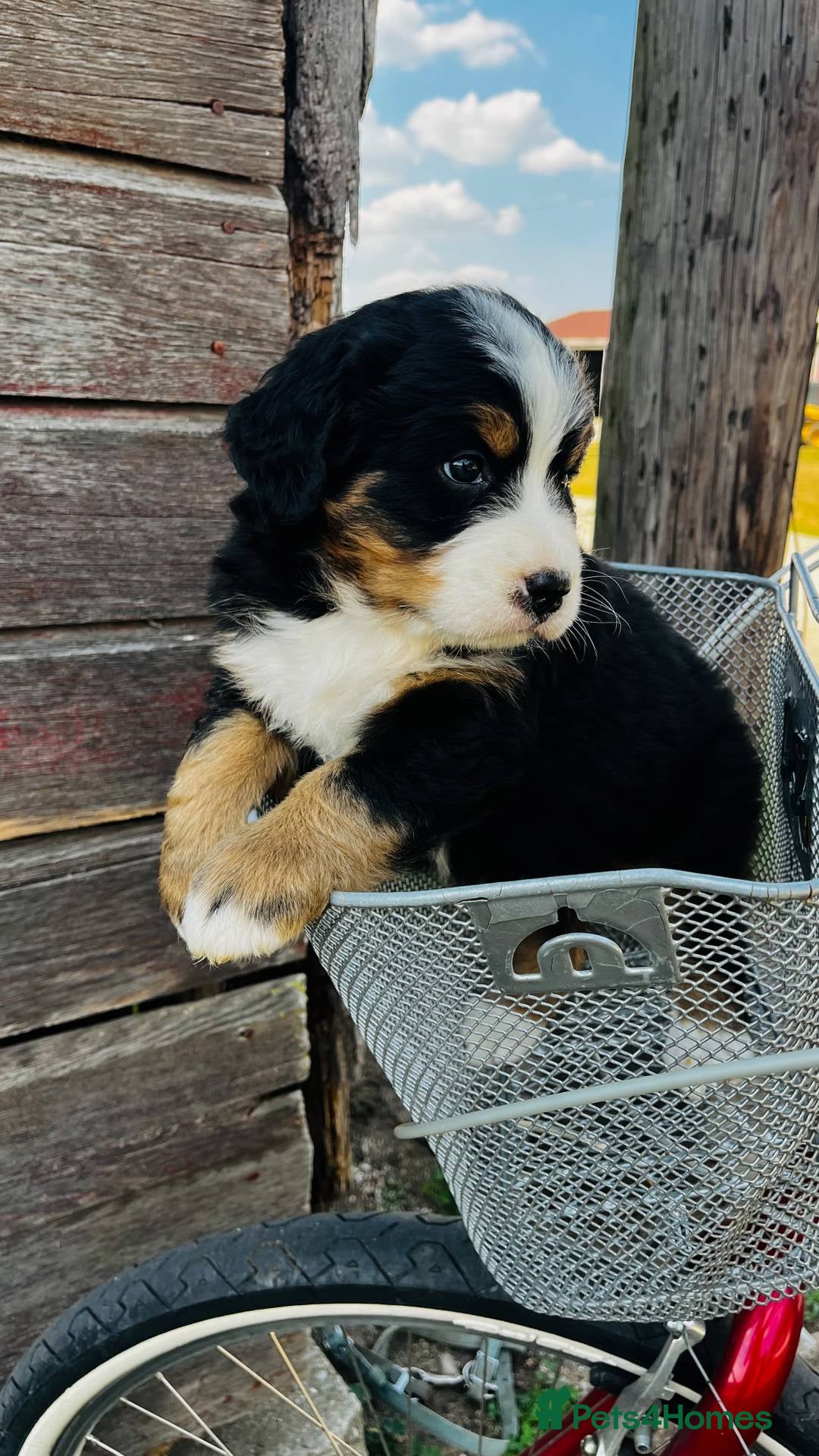 Bernese Mountain Dog dogs for sale: Bernese Mountain Dog Puppies - Image 2